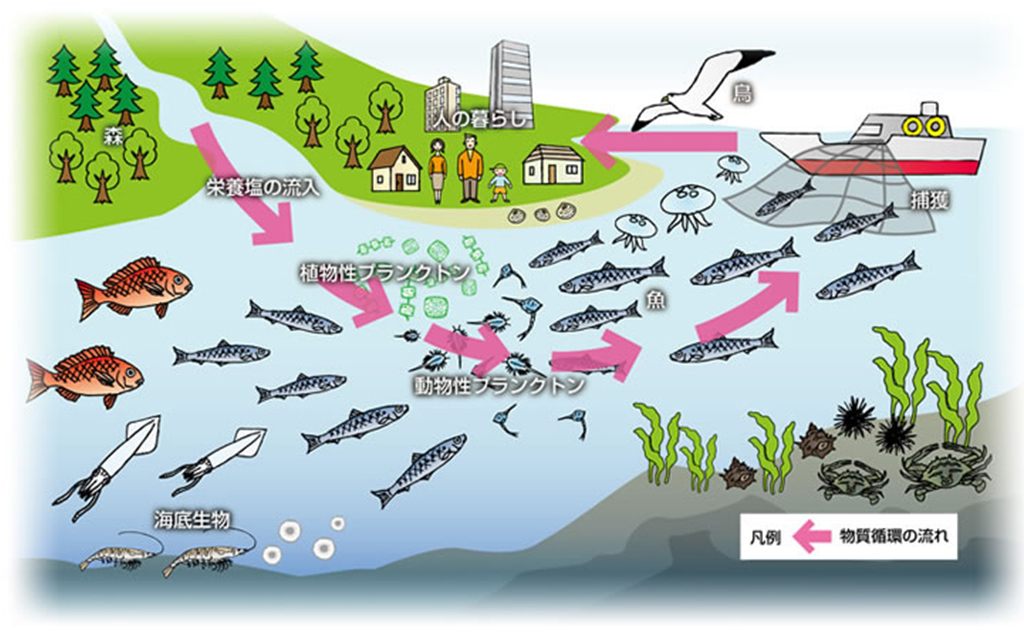 里海と物質循環 里海を育む太く、長く、滑らかな物質循環