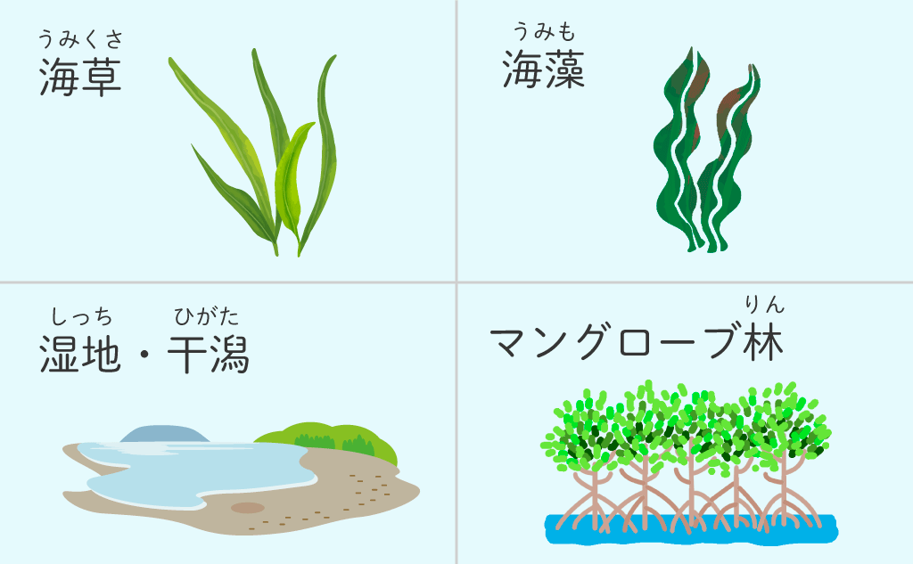 ブルーカーボン生態系