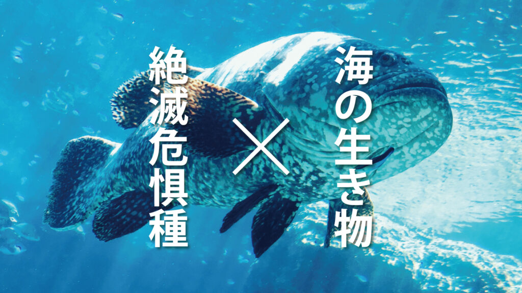 絶滅危惧種となる海の生き物が増えている理由は？レッドリストや生物保護の取り組みについても解説！